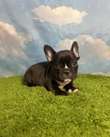 AKC Jasper , a male French Bulldog for sale in Bonne Terre, MO – 7 of 7