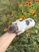 AKC Cookie, a female Miniature Dachshund for sale in Bonne Terre, MO – 5 of 7