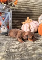 AKC Blakely, a female Miniature Dachshund for sale in Bonne Terre, MO – 2 of 6
