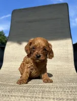 APRI Asher, a male Cavapoo for sale in Bonne Terre, MO – 6 of 6