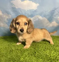 AKC Stetson , a male Miniature Dachshund for sale in Bonne Terre, MO – 2 of 10