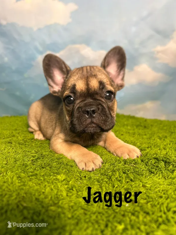 AKC Jagger – French Bulldog puppy for sale in Bonne Terre, MO
