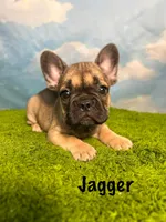 AKC Jagger, a male French Bulldog for sale in Bonne Terre, MO – 1 of 10