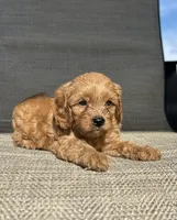 APRI Talon , a male Cavapoo for sale in Bonne Terre, MO – 8 of 10