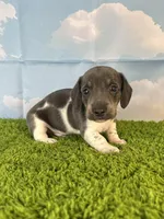 AKC Legacy , a male Miniature Dachshund for sale in Bonne Terre, MO – Photo 6 of 10