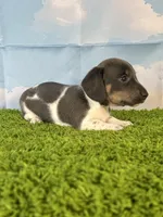 AKC Legacy , a male Miniature Dachshund for sale in Bonne Terre, MO – Photo 5 of 10