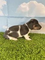 AKC Legacy , a male Miniature Dachshund for sale in Bonne Terre, MO – Photo 3 of 10