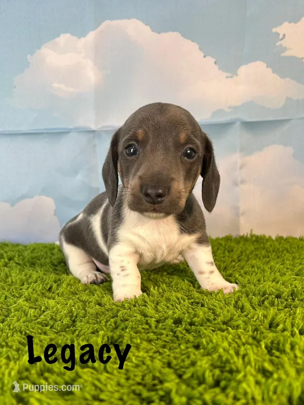 AKC Legacy  – Miniature Dachshund puppy for sale in Bonne Terre, MO