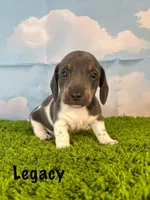 AKC Legacy , a male Miniature Dachshund for sale in Bonne Terre, MO – Photo 1 of 10