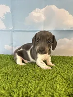 AKC Legacy , a male Miniature Dachshund for sale in Bonne Terre, MO – Photo 2 of 10