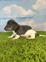 AKC Legacy , a male Miniature Dachshund for sale in Bonne Terre, MO – Photo 4 of 10