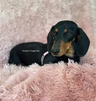 AKC Legacy , a male Miniature Dachshund for sale in Bonne Terre, MO – Photo 9 of 10