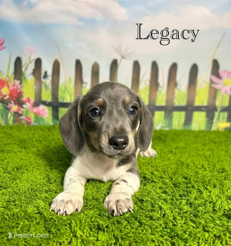 AKC Legacy  – Miniature Dachshund puppy for sale in Bonne Terre, MO