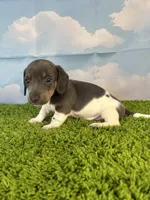 AKC Legacy , a male Miniature Dachshund for sale in Bonne Terre, MO – Photo 7 of 10