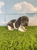 AKC Legacy , a male Miniature Dachshund for sale in Bonne Terre, MO – Photo 8 of 10