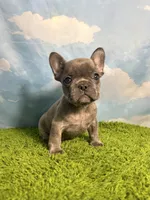 AKC Jett, a male French Bulldog for sale in Bonne Terre, MO – 8 of 8