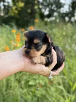 Dottie, a female Yorkshire Terrier for sale in Bonne Terre, MO – 6 of 8