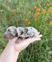 AKC Waylon, a male Miniature Dachshund for sale in Bonne Terre, MO – 6 of 10