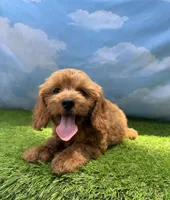 APRI Ace , a male Cavapoo for sale in Bonne Terre, MO – 3 of 10