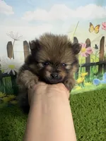 AKC Pip, a male Pomeranian for sale in Bonne Terre, MO – 6 of 10