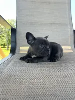 AKC Marlie, a female French Bulldog for sale in Bonne Terre, MO – 4 of 5