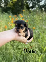 Dottie, a female Yorkshire Terrier for sale in Bonne Terre, MO – 1 of 8