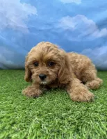 APRI Atlas , a male Cavapoo for sale in Bonne Terre, MO – 4 of 10