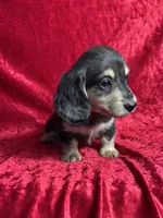 AKC Scout , a male Miniature Dachshund for sale in Bonne Terre, MO – 7 of 8