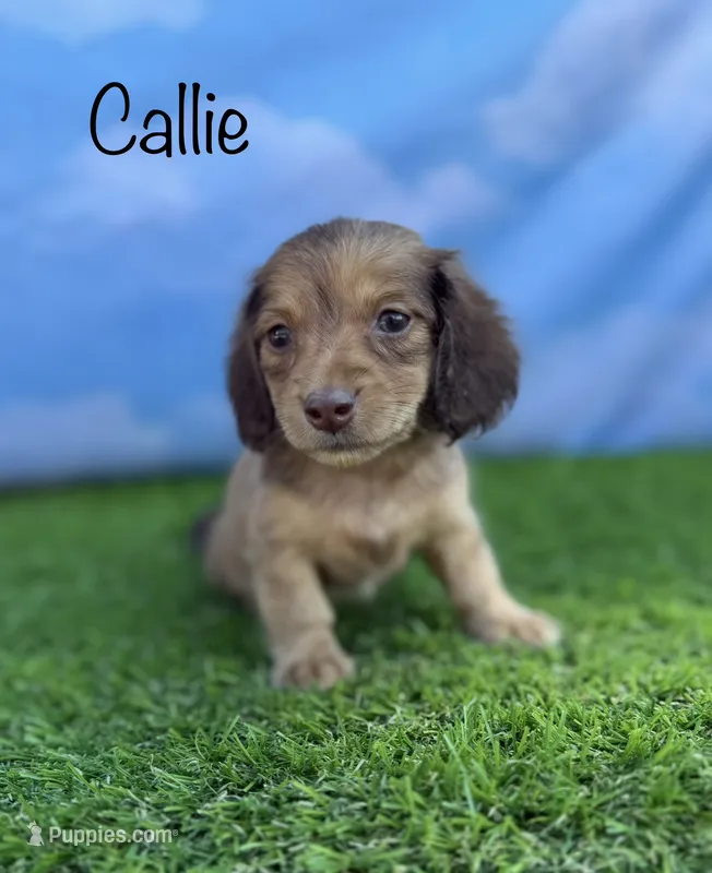 AKC Callie  – Miniature Dachshund puppy for sale in Bonne Terre, MO