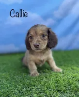 AKC Callie , a female Miniature Dachshund for sale in Bonne Terre, MO – 1 of 10