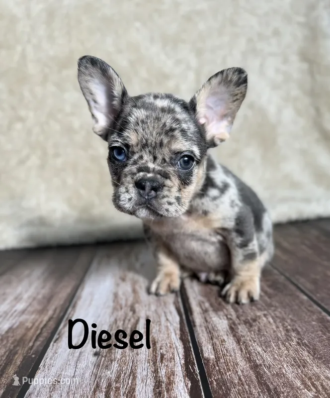 AKC Diesel  – French Bulldog puppy for sale in Bonne Terre, MO