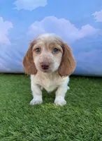 AKC Colter, a male Miniature Dachshund for sale in Bonne Terre, MO – 8 of 10