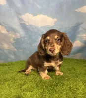 AKC Snickers, a male Miniature Dachshund for sale in Bonne Terre, MO – 7 of 10