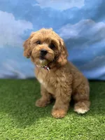APRI August , a male Cavapoo for sale in Bonne Terre, MO – 4 of 10