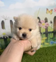 AKC Peanut, a male Pomeranian for sale in Bonne Terre, MO – 3 of 8