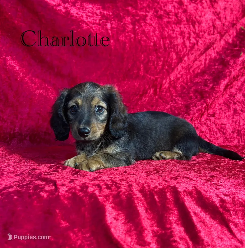 AKC Charlotte  – Miniature Dachshund puppy for sale in Bonne Terre, MO