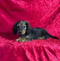 AKC Charlotte , a female Miniature Dachshund for sale in Bonne Terre, MO – 1 of 10