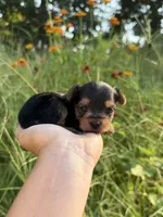 Drew, a male Yorkshire Terrier for sale in Bonne Terre, MO – 4 of 8