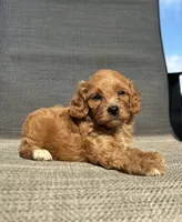 APRI Tucker , a male Cavapoo for sale in Bonne Terre, MO – 5 of 10
