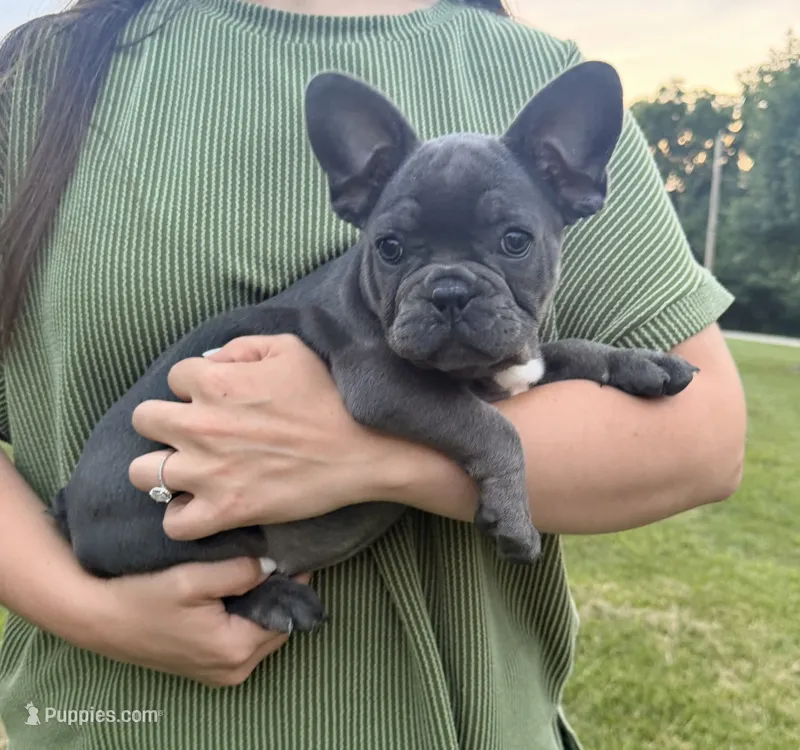 AKC Marlie – French Bulldog puppy for sale in Bonne Terre, MO