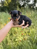 Beckett, a male Yorkshire Terrier for sale in Bonne Terre, MO – 6 of 8