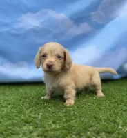 AKC Parker, a male Miniature Dachshund for sale in Bonne Terre, MO – 2 of 10
