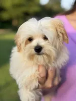 Gilly , a male Maltipoo for sale in Bonne Terre, MO – 5 of 10