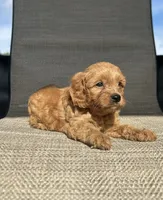 APRI Talon , a male Cavapoo for sale in Bonne Terre, MO – 7 of 10