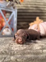 AKC Brooks, a male Miniature Dachshund for sale in Bonne Terre, MO – 3 of 6