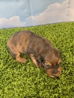 AKC Cannon, a male Miniature Dachshund for sale in Bonne Terre, MO – Photo 8 of 10