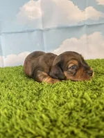 AKC Cannon, a male Miniature Dachshund for sale in Bonne Terre, MO – Photo 4 of 10