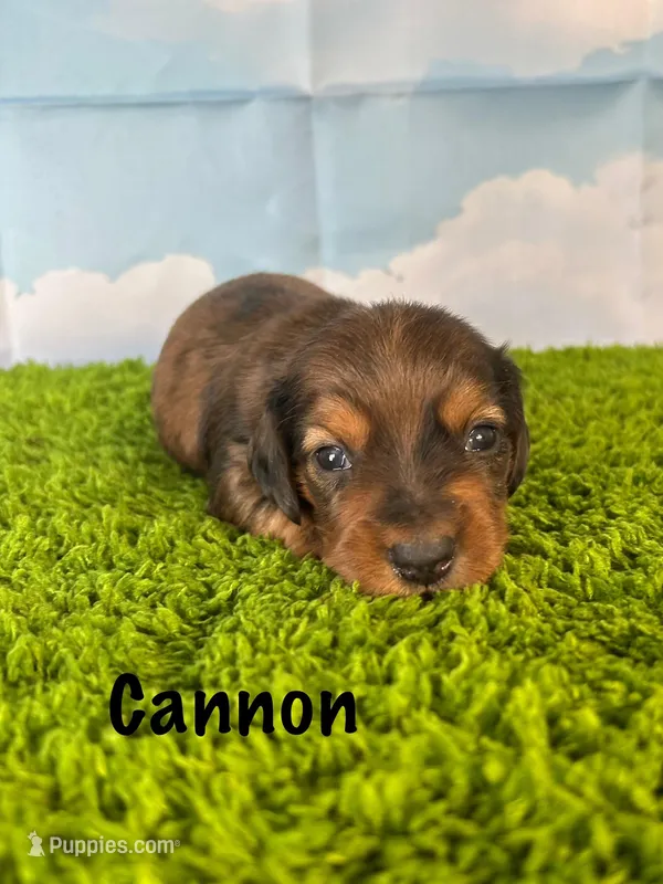AKC Cannon – Miniature Dachshund puppy for sale in Bonne Terre, MO
