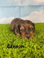 AKC Cannon, a male Miniature Dachshund for sale in Bonne Terre, MO – Photo 1 of 10