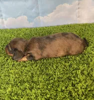 AKC Cannon, a male Miniature Dachshund for sale in Bonne Terre, MO – Photo 5 of 10